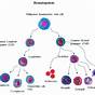 Hematopoietic Stem Cells Blood Stem Cells