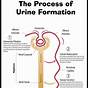 Urine Formation Flow Chart