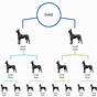 Great Dane Breeding Chart