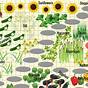 Vegetable And Herb Companion Planting Chart