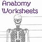 Fill In The Blank Anatomy Worksheet