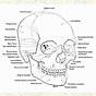 Picture Of Skull With Labels