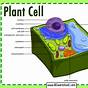 Label Plant Cell