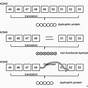 Gene And Chromosome Mutation Worksheets