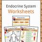 Human Endocrine Hormones Worksheets