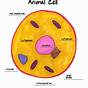 Labeling An Animal Cell Worksheet