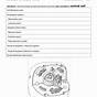 The Animal Cell Worksheet Answer Key