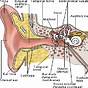 Diagram Of A Ear