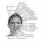 Face Acupressure Points Chart