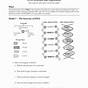 Dna Labeling Worksheet Answers