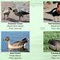 Types Of Geese Chart