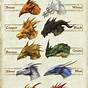 What Is A Draconic Chart