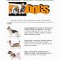 Dogs Decoded Worksheet Answers