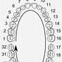 Tooth Numbering System Chart