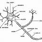 Labeled Neuron Cell