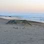 Jalama Beach Tide Chart