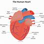Human Heart Diagram Labeled For Kids