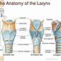 Labeled Diagram Of Larynx