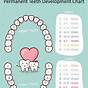 Teeth Eruption Chart Baby