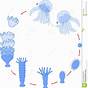Jellyfish Life Cycle Stages