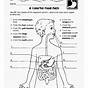 The Human Body Systems Worksheets