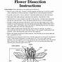 Dissection Of A Flower Worksheet