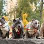 Growth Chart American Bully Growth Stages