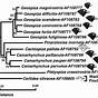 Galapagos Finch Evolution Hhmi Worksheet Answers