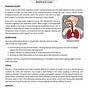 Human Body Systems Worksheets Answers