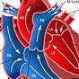 Heart Circuits Diagram
