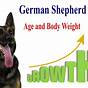 Female German Shepherd Growth Chart