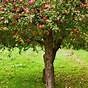 Companion Plant Apple Tree