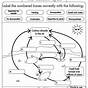 Nutrient Cycle Worksheets Answers