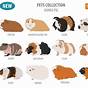 Guinea Pig Breeds Chart