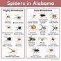 Common Spiders In Florida Chart