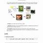 Food Chain And Food Web Worksheets