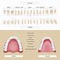 Dental Surfaces Tooth Chart