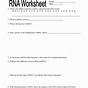Rna And Transcription Worksheets