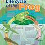 Frog Life Cycle Diagram For Kids