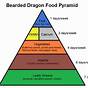 Printable Bearded Dragon Food Chart