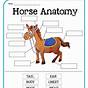 Pony Camp Horse Worksheets Printable