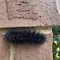 Woolly Bear Caterpillar Winter Chart