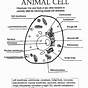 Free Plant And Animal Cell Worksheets