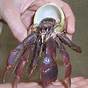 Hermit Crab Size Chart