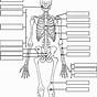 Skeleton Bones Labeled Worksheets