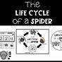 Lifecyle Of A Spider