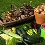 Harvest Time For Vegetables