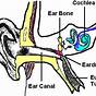 Parts Of Ear Worksheet