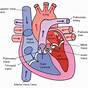 Schematic Diagram Of Blood Flow In The Heart