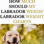 English Lab Weight Chart